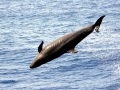 False Killer Whale