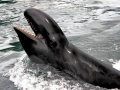 False Killer Whale