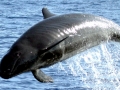 False Killer Whale