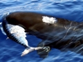 False Killer Whale