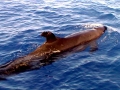 False Killer Whale