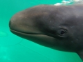 False Killer Whale