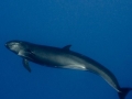False Killer Whale