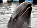 False Killer Whale