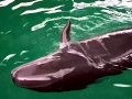 False Killer Whale
