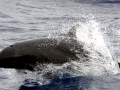 False Killer Whale