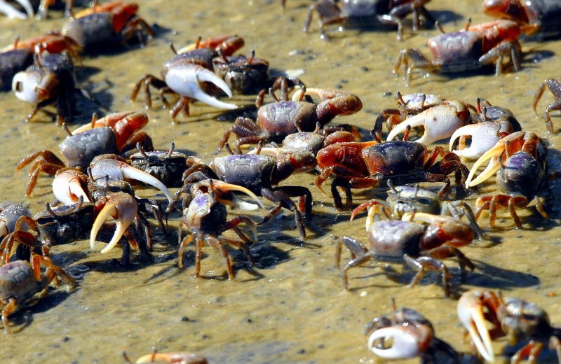 Fiddler Crab