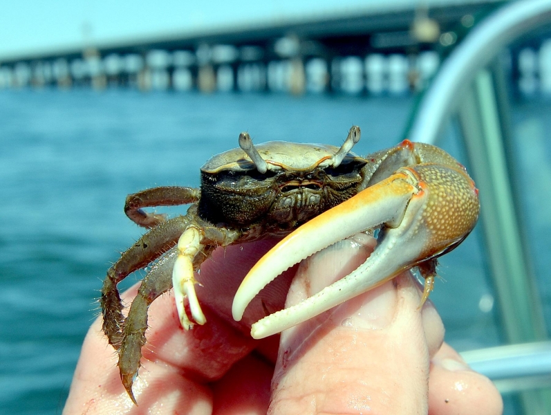 Index of /wp-content/gallery/fiddler-crabs