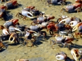 Fiddler Crab