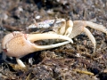 Fiddler Crab