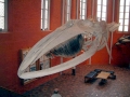 Fin Whale