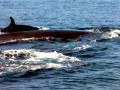 Fin Whale