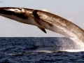Fin Whale