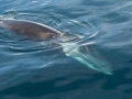 Fin Whale