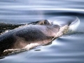 Fin Whale