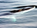 Fin Whale
