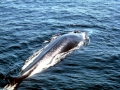 Fin Whale