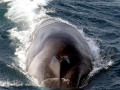 Fin Whale