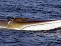 Fin Whale
