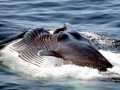 Fin Whale
