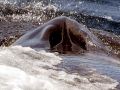 Fin Whale