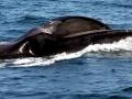 Fin Whale