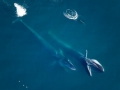 Fin Whale
