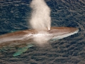 Fin Whale