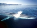 Fin Whale