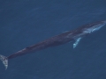 Fin Whale
