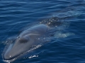 Fin Whale