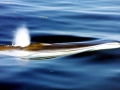 Fin Whale