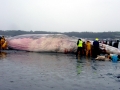Fin Whale