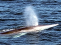 Fin Whale
