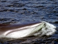 Fin Whale