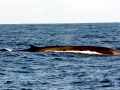 Fin Whale