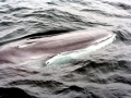 Fin Whale