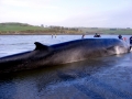 Fin Whale
