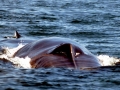 Fin Whale