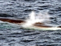 Fin Whale