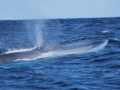 Fin Whale