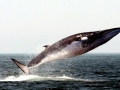 Fin Whale