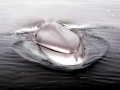 Fin Whale
