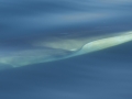 Fin Whale