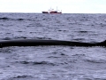 Fin Whale