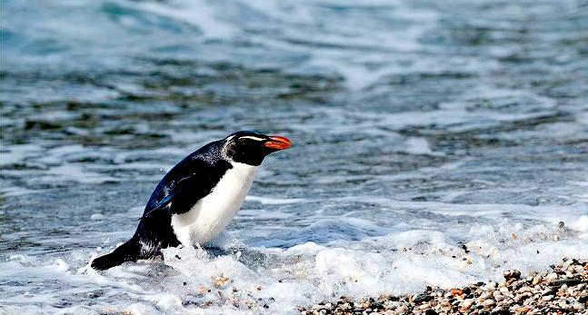 Fiordland-crested Penguin