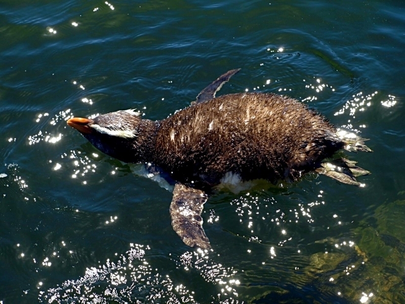 Fiordland-crested Penguin