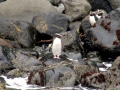Fiordland-crested Penguin