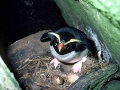 Fiordland-crested Penguin