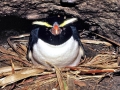 Fiordland-crested Penguin